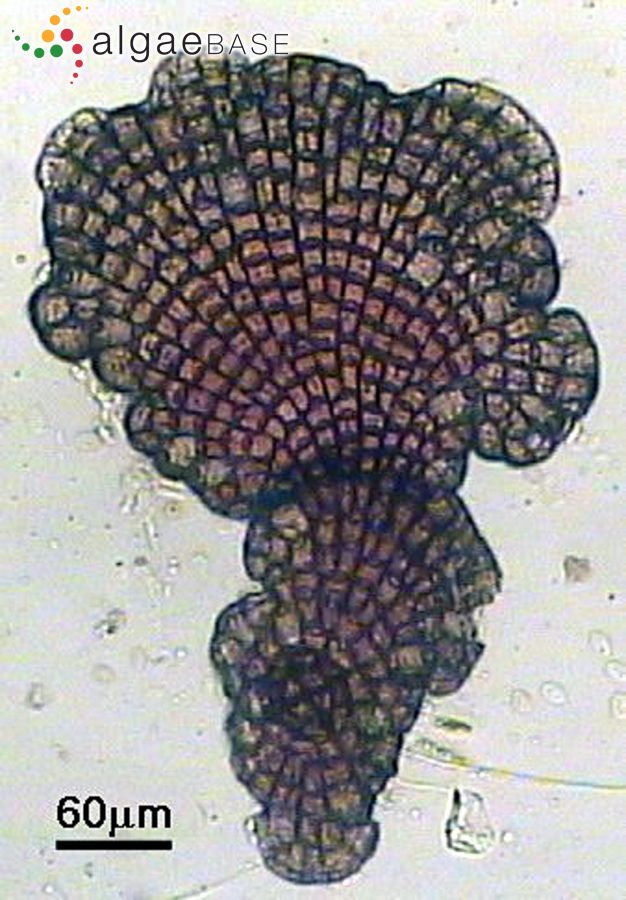 Hydrolithon cruciatum (Bressan) Y.M.Chamberlain