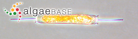 Ditylum brightwellii (T.West) Grunow