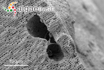 Lithophyllum dentatum (Kützing) Foslie