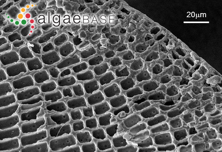 Lithophyllum incrustans Philippi