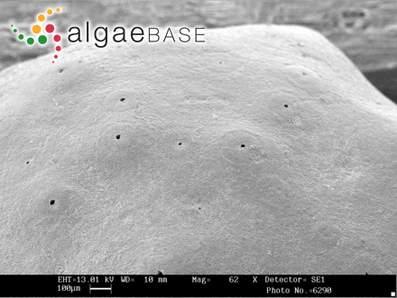 Lithophyllum racemus (Lamarck) Foslie