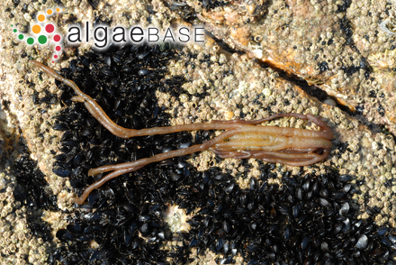 Nemalion elminthoides (Velley) Batters