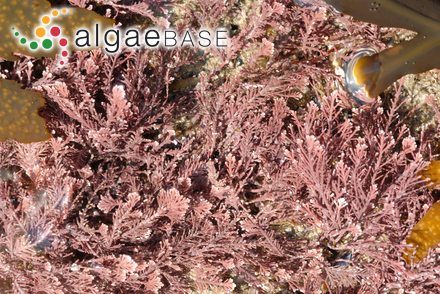 Corallina officinalis Linnaeus