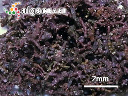 Lithothamnion corallioides (P.Crouan & H.Crouan) P.Crouan & H.Crouan