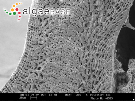 Mesophyllum philippii (Foslie) Adey