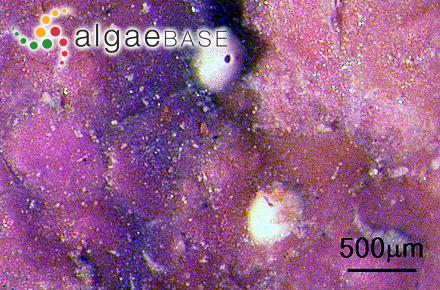 Boreolithothamnion sonderi (Hauck) P.W.Gabrielson, Maneveldt, Hughey & V.Peña