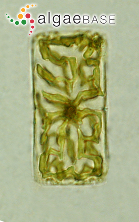 Stauroneis membranacea (Cleve) Hustedt