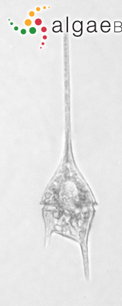 Ceratium lineatum (Ehrenberg) Cleve