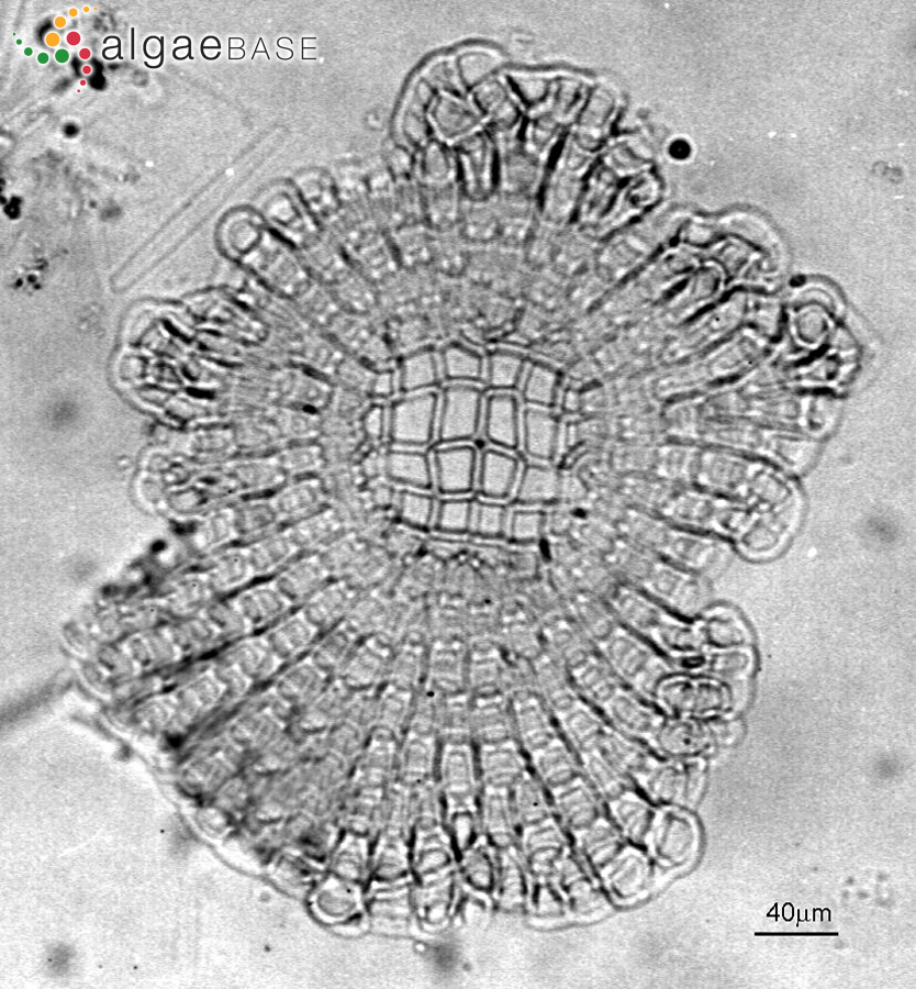 Melobesia membranacea (Esper) J.V.Lamouroux