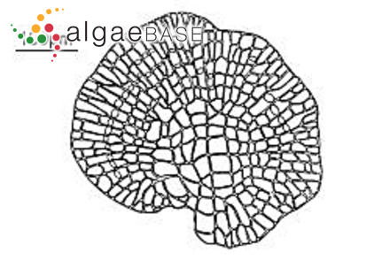 Melobesia membranacea (Esper) J.V.Lamouroux