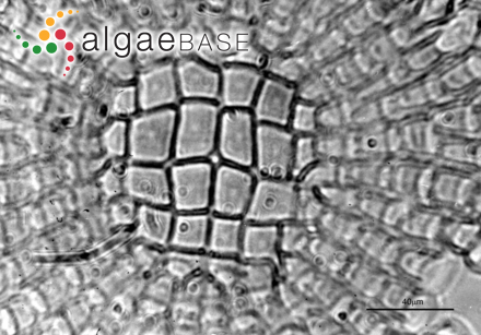 Melobesia membranacea (Esper) J.V.Lamouroux