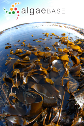 Laminaria digitata (Hudson) J.V.Lamouroux