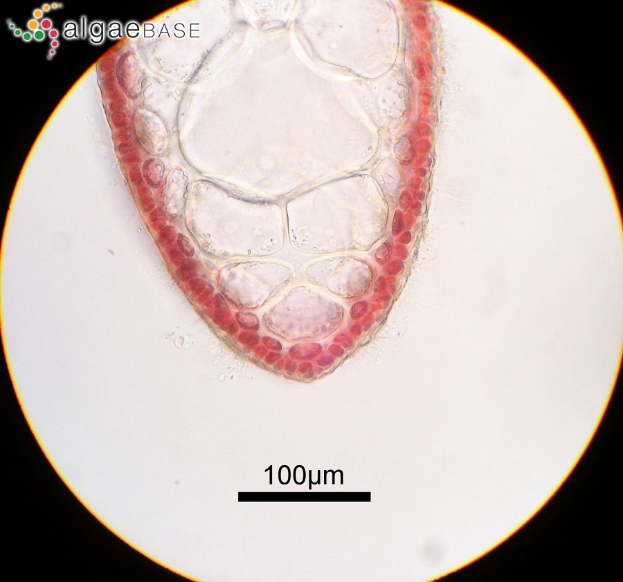 Ptilota dentata Okamura