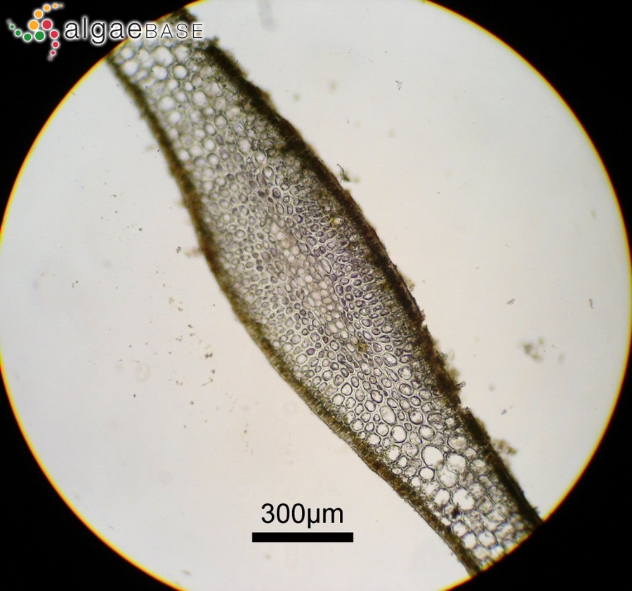 Dictyopteris prolifera (Okamura) Okamura