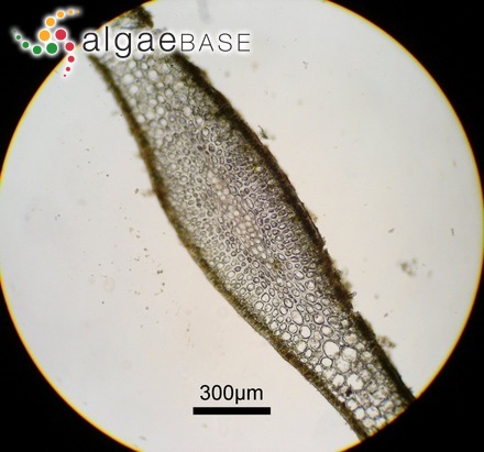 Dictyopteris prolifera (Okamura) Okamura