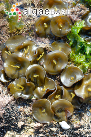 Himanthalia elongata (Linnaeus) S.F.Gray