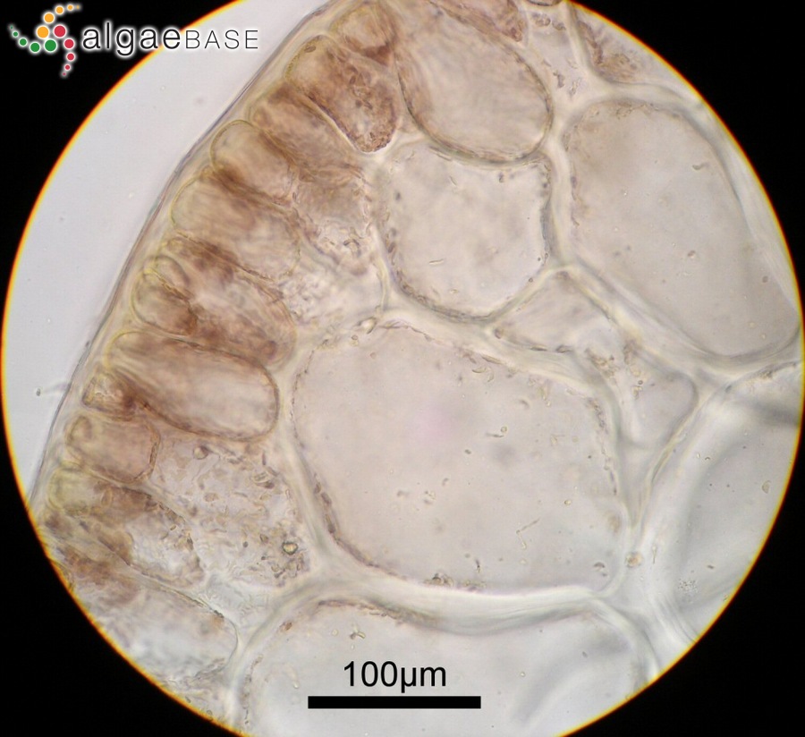Melanothamnus fibrillosus (Okamura) Díaz-Tapia & Maggs