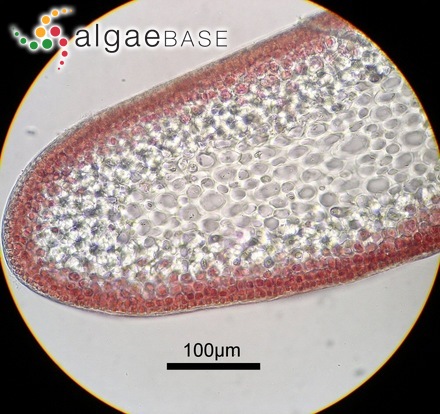 Gelidium elegans Kützing