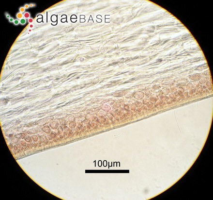 Polysiphonia upolensis Grunow
