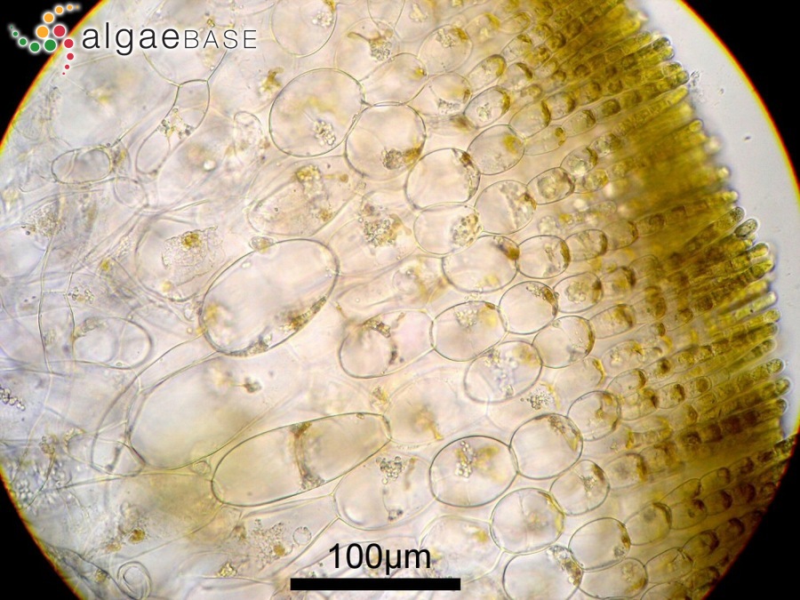 Petrospongium rugosum (Okamura) Setchell & N.L.Gardner