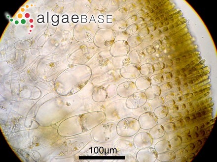 Petrospongium rugosum (Okamura) Setchell & N.L.Gardner