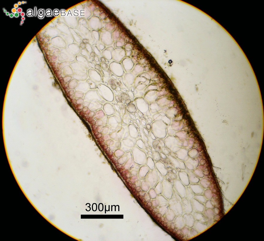 Hypnea variabilis Okamura
