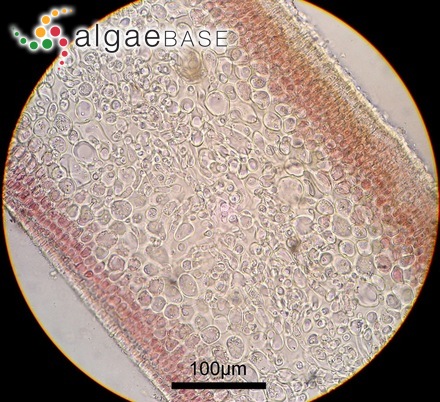 Grateloupia crispata (Okamura) Y.-P.Lee