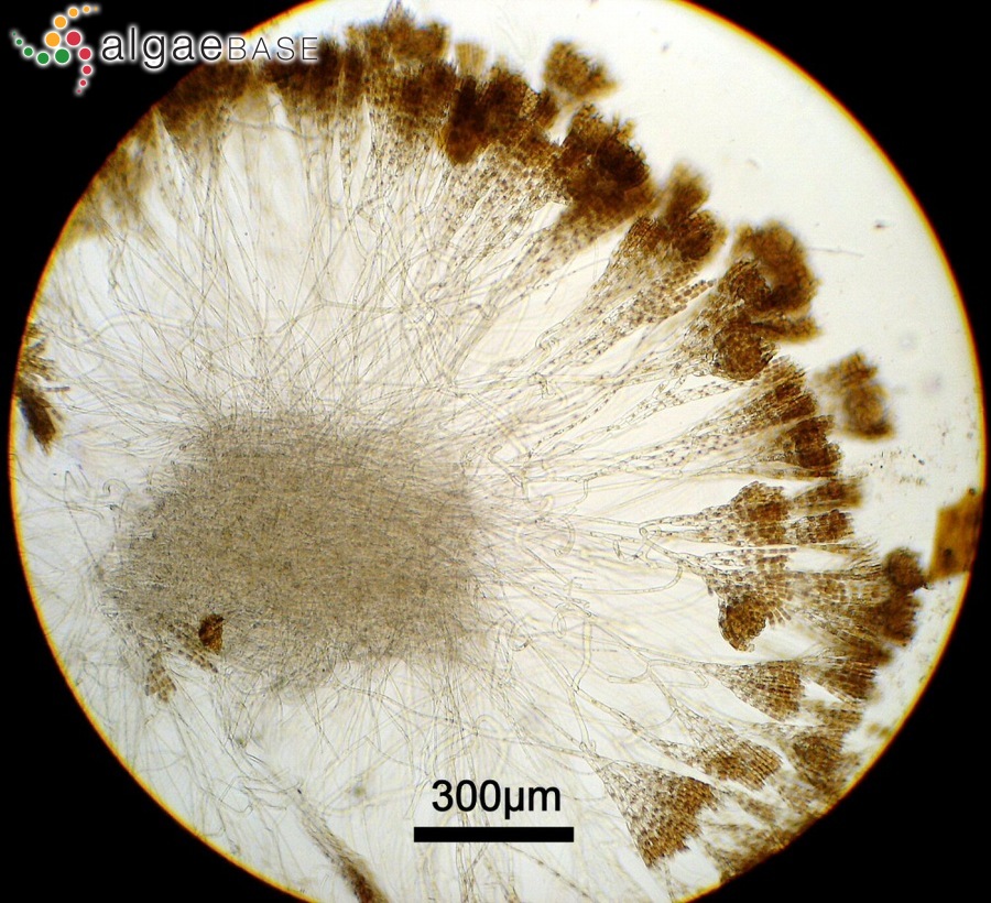 Nemalion vermiculare Suringar