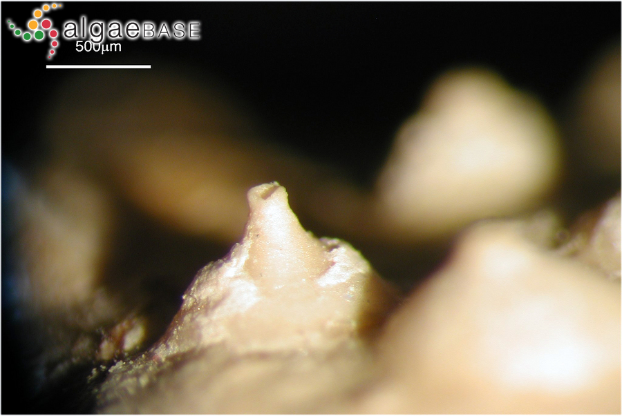 Neogoniolithon brassica-florida (Harvey) Setchell & L.R.Mason