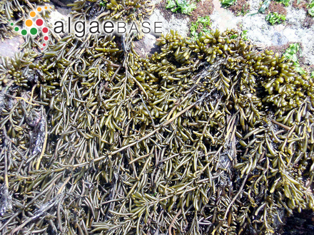 Sargassum fusiforme (Harvey) Setchell