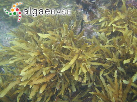 Sargassum macrocarpum C.Agardh