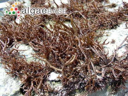 Erythrophyllum splendens Doty