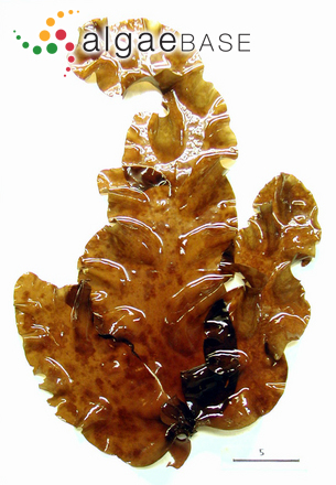 Pachymeniopsis lanceolata (Okamura) Yamada ex Kawabata