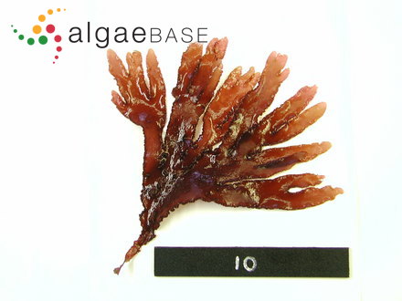 Gloiosiphonia verticillaris Farlow