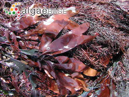 Chondrus giganteus Yendo