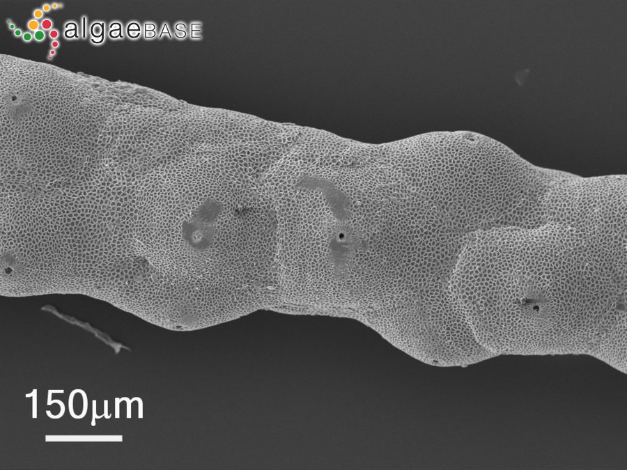 Amphiroa cryptarthrodia Zanardini