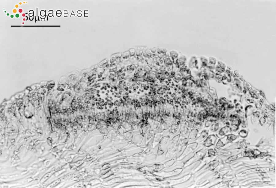 Amphiroa cryptarthrodia Zanardini