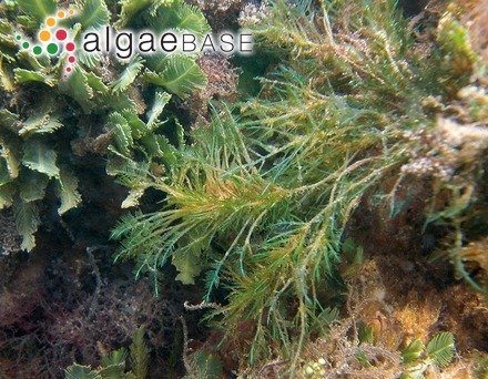 Pterosiphonia clevelandii Hollenberg