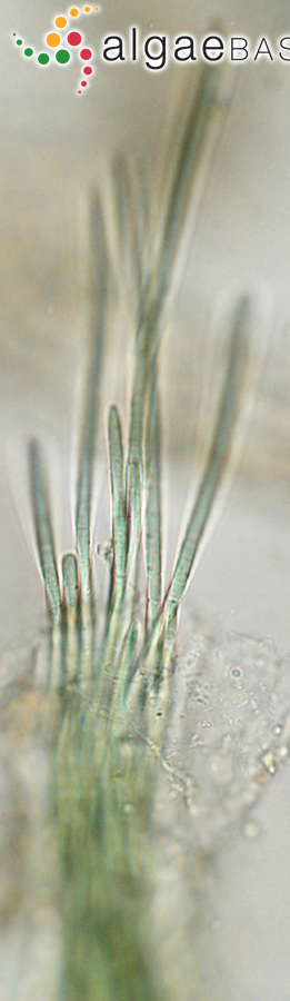 Coleofasciculus chthonoplastes (Gomont) M.Siegesmund, J.R.Johansen & T.Friedl