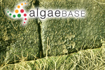 Phormidium autumnale Gomont