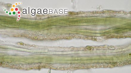 Acrochaetium boergesenii Schiffner