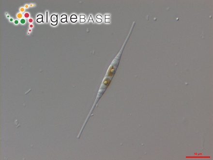 Cylindrotheca closterium (Ehrenberg) Reimann & J.C.Lewin