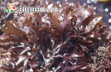 Lithoporella atlantica (Foslie) Foslie