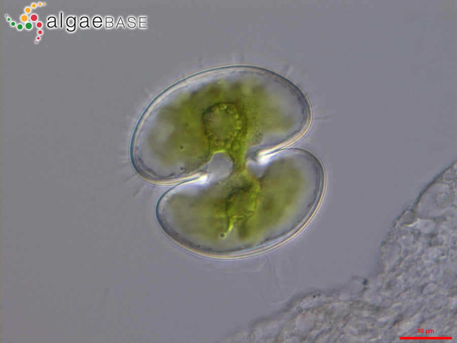 Cosmarium neodepressum var. planctonicum (Reverdin) G.J.P.Ramos & C.W.N.Moura