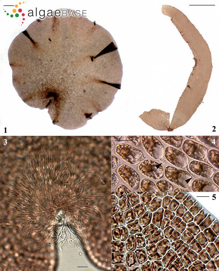 Pyropia pulchella (Ackland, J.A.West, J.L.Scott & Zuccarello) T.J.Farr & J.E.Sutherland