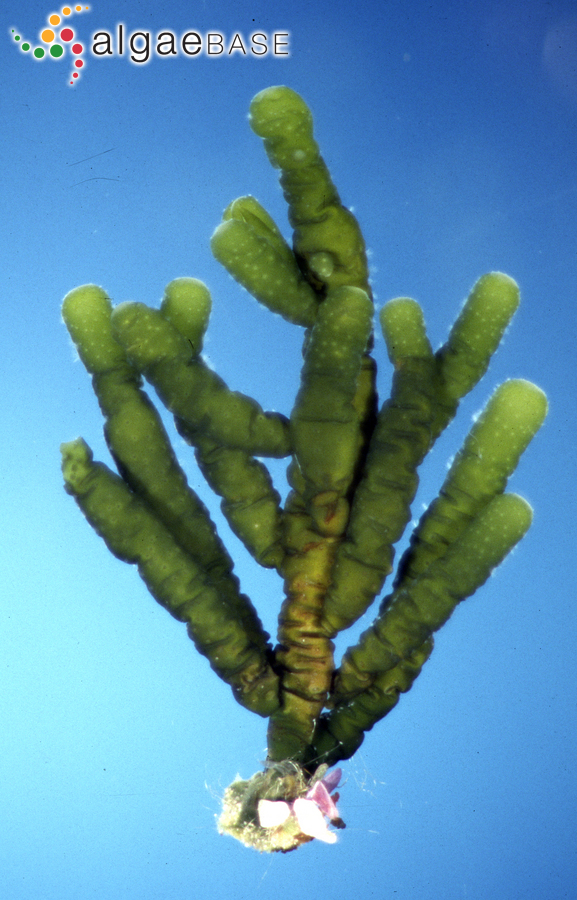Splachnidium rugosum (Linnaeus) Greville