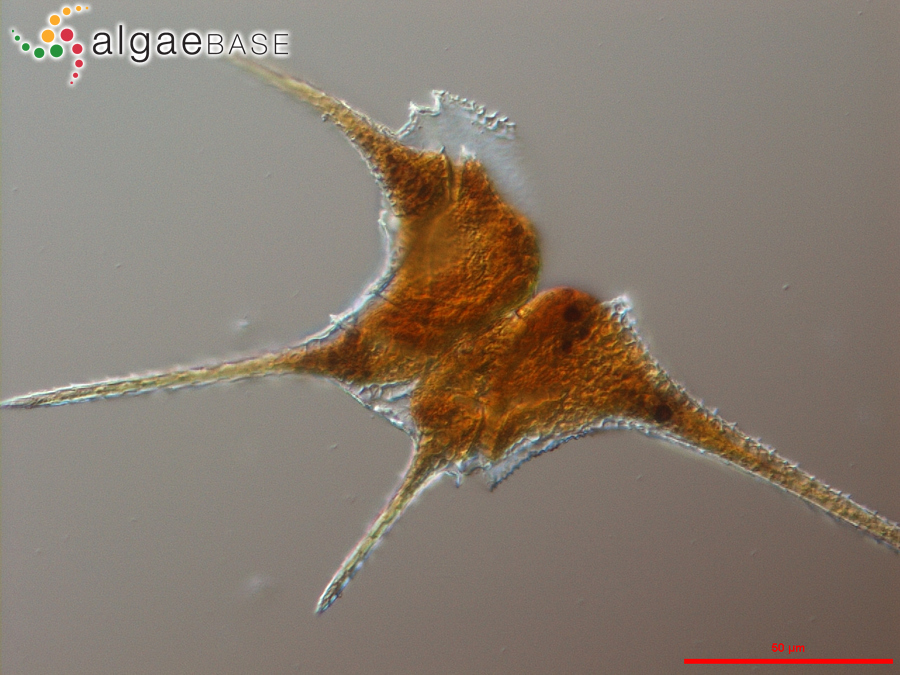 Ceratium hirundinella (O.F.Müller) Dujardin