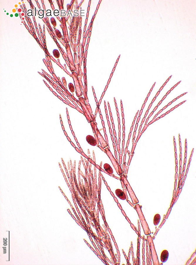 Antithamnion villosum (Kützing) Athanasiadis