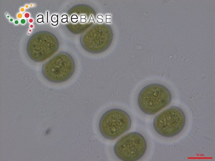 Limnococcus limneticus (Lemmermann) Komárková, Jezberová, O.Komárek & Zapomelová