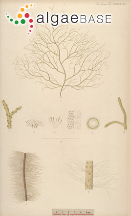 Stilophora tenella (Esper) P.C.Silva